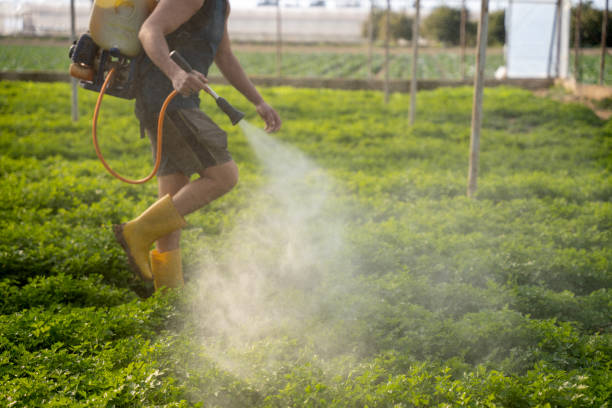 Reliable Laguna Heights, TX Pest Control Solutions