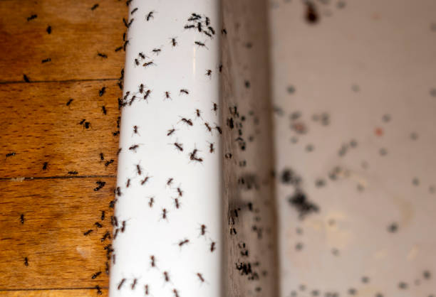 Best Pest Inspection Near Me  in Laguna Heights, TX