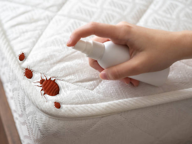 Best Flea Control Services  in Laguna Heights, TX