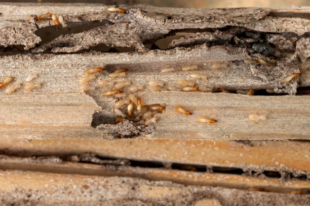 Best Exterminator Services  in Laguna Heights, TX