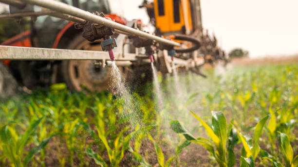 Best Ant Control Services  in Laguna Heights, TX
